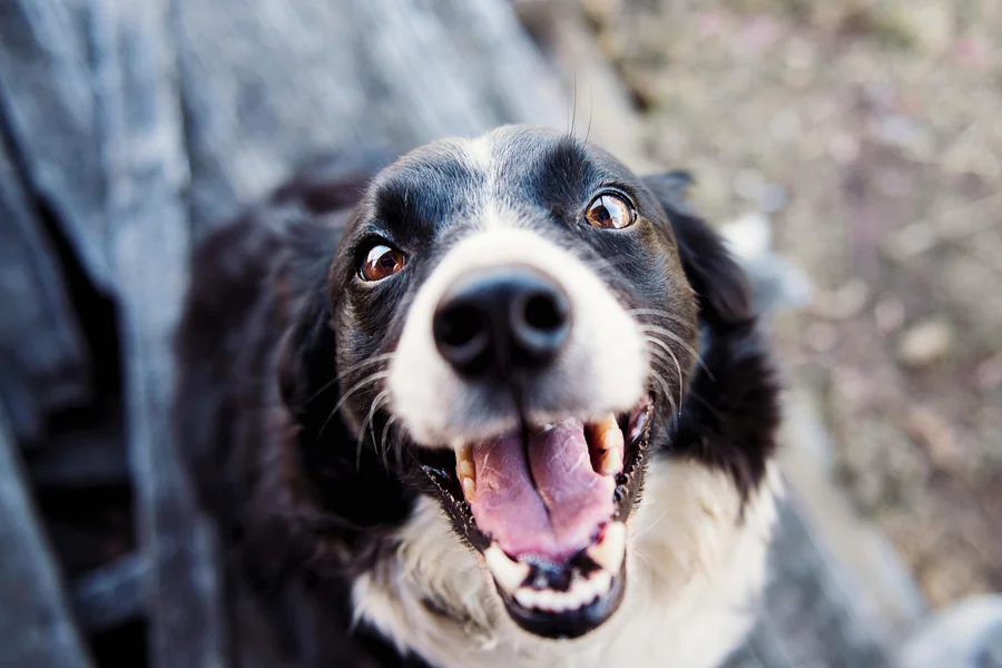 Beyond the Brush: 5 Effective Ways to Clean Dog Teeth Without Brushing Brush